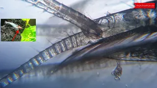 Unter dem mikroskop / Under the microscope - Garnelen Chitinpanzer, Exoskelett. Mikroorganismen