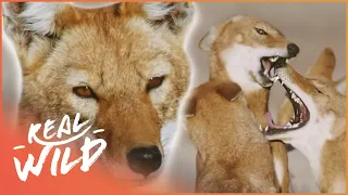 Wolf Separated From Pack & Forced To Fend For Itself | Megeti: Africa's Lost Wolf | Real Wild