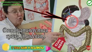 Двенадцатиперстная кишка - Дуоденум (Duodenum). Анатомия.