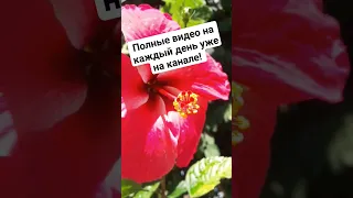 Советы огородникам #огород #дача