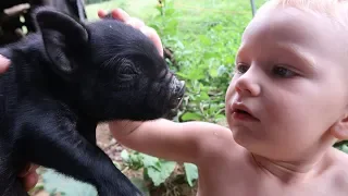 🐖 Farm Animals For Kids - BABY PIGS!