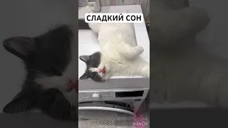 #соник СЛАДКИЙ СОН КОТА