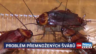 V Česku se nekontrolovaně množí švábi. Doma se jich můžete zbavit i bez drahé deratizace