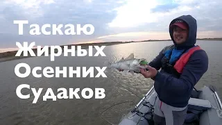 Таскаю Жирных Осенних Судаков.ТЖОС .Последнее видео с Evergreen Poseidon Squidlaw SS 84MH