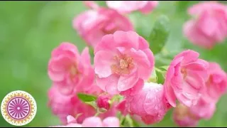 Japan Flower Garden for Nature Relaxation/Cinematic Vlog/stress relief with nature movie/ gardening