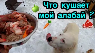 Food for ALABAI | Feeding the puppies | Diet | Central Asian Shepherd | Puppy | FOOD for DOG