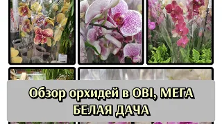 Обзор орхидей в OBI, Мега Белая дача#обзор#мега#original#цветы#орхидеи