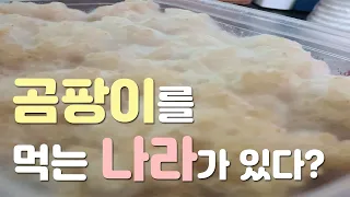 곰팡이를 만들어 먹는 나라가 있다?