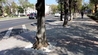 У деревьев на Старой площади обрубили корни