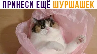 ПРИНЕСИ МНЕ ЕЩЁ ШУРШАШЕК!))) Приколы с котами | Мемозг 746