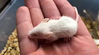 Как растут мыши. Первые 20 дней жизни