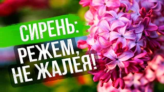 Как формировать сирень. Обрезка сирени после цветения