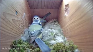 24th April 2021 - Blue tit nest box live camera highlights