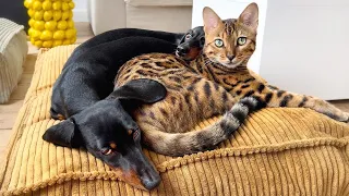 Family Diary- Special bond between Mini Dachshunds and Bengal Cat.