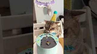 День рождения котика Бэнни #котики