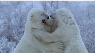 Polar Bear Fight | Nature's Great Events | BBC Earth