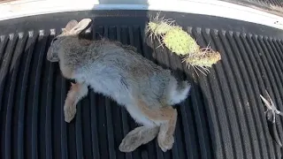 Southern Idaho Rabbit Catch N Cook