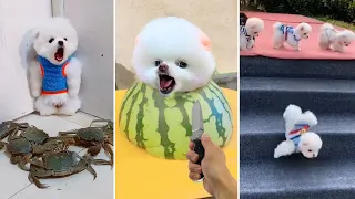 Tik Tok Chó Phốc Sóc Mini 😍 Funny and Cute Pomeranian #401