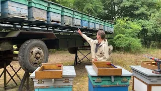 Дещо про особливості утримання бджіл на платформах.