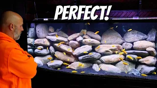 I Built The PERFECT Tank For Cichlids, Yellow Lab Aquascape