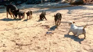 Jack Russell Terrier Versus 5 Pigs