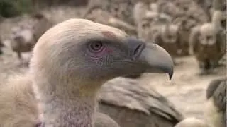 will vultures survive