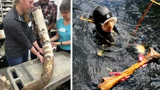 Humans lived in America earlier than we thought; Hungry polar bear shot in the head - 05/23/2016