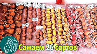 🥔 Посадили 26 сортов картофеля 🌱 Выращивание картофеля по технологии Гордеевых