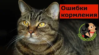 7 частых ошибок при кормлении кошек