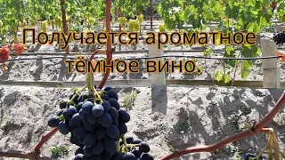 Виноград Чарли. Беларусь.  2019 - 2020 г.