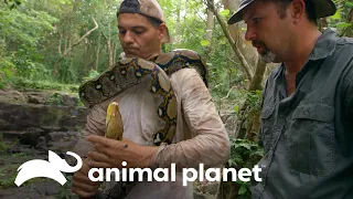 Píton-real reage rapidamente às provocações de Frank! | Wild Frank vs Darran | Animal Planet Brasil