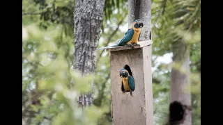 Blue-throated Macaw Program - Blue-throated Macaw Conservation in Gran Mojos Protected Area.