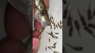 Leaf cichlid fish gave birth to 38 baby fish 🐬😍 #fish #fishes