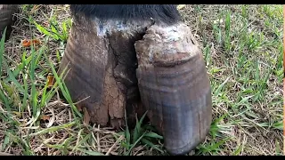 One of the worst hoofs we´ve ever taken ... Repair