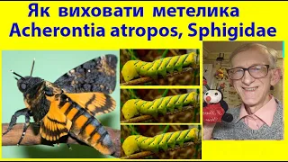 ЯК ВИХОВАТИ ТА ВИГОДУВАТИ ГУСЕНЬ МЕТЕЛИКА Мертва Голова взимку? Acherontia atropos Caterpillar