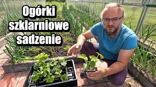 Ogórki szklarniowe - sadzenie. Siew i rozsada. Informacje