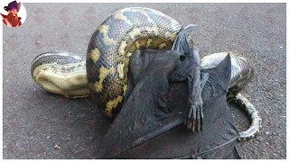15 Peleas Y Ataques Epicos De Serpientes Captados Por La Camara