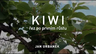 KIWI - řez po prvním růstu