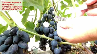 Виноград КИШМИШ ПОЛИНКА- раннего срока созревания, ягоды крупные, перспективные грозди. Наблюдаем?