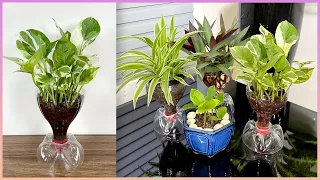 Recycle plastic bottles into super cute planter cups to make your home more lively