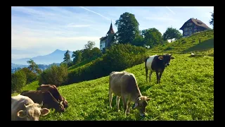 Swiss Mountain Cows|Cowbell Sounds|Relaxing Animals & Nature | Lawn Grassland Hayfield