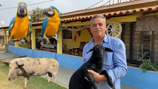 SÃO TANTOS ANIMAIS QUE VIROU FOI UM MINI ZOOLÓGICO