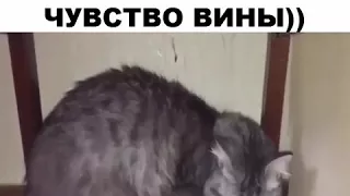 Не только собака испытавает чувства вины