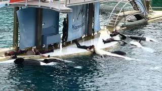 MARINELAND KILLER WHALE SHOW 2013 PART 2