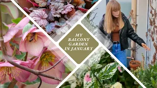 Tour of my Container Garden in January | My Favorite Winter Hardy Plants