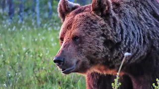 Brown Bear Encounter in Finland