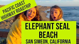 Elephant Seals California Coast - inc. seal fight! Pacific Coast Highway Vista Point