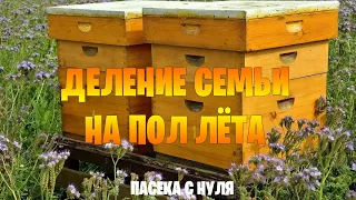 Деление семьи на пол-лёта. Пасека с нуля