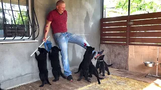 For sale! Little Black Bandits - German Shepherd puppies 2 months old. Odessa.