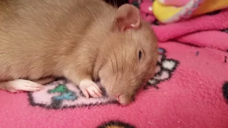 Maple the Rat Dreams of Fighting?